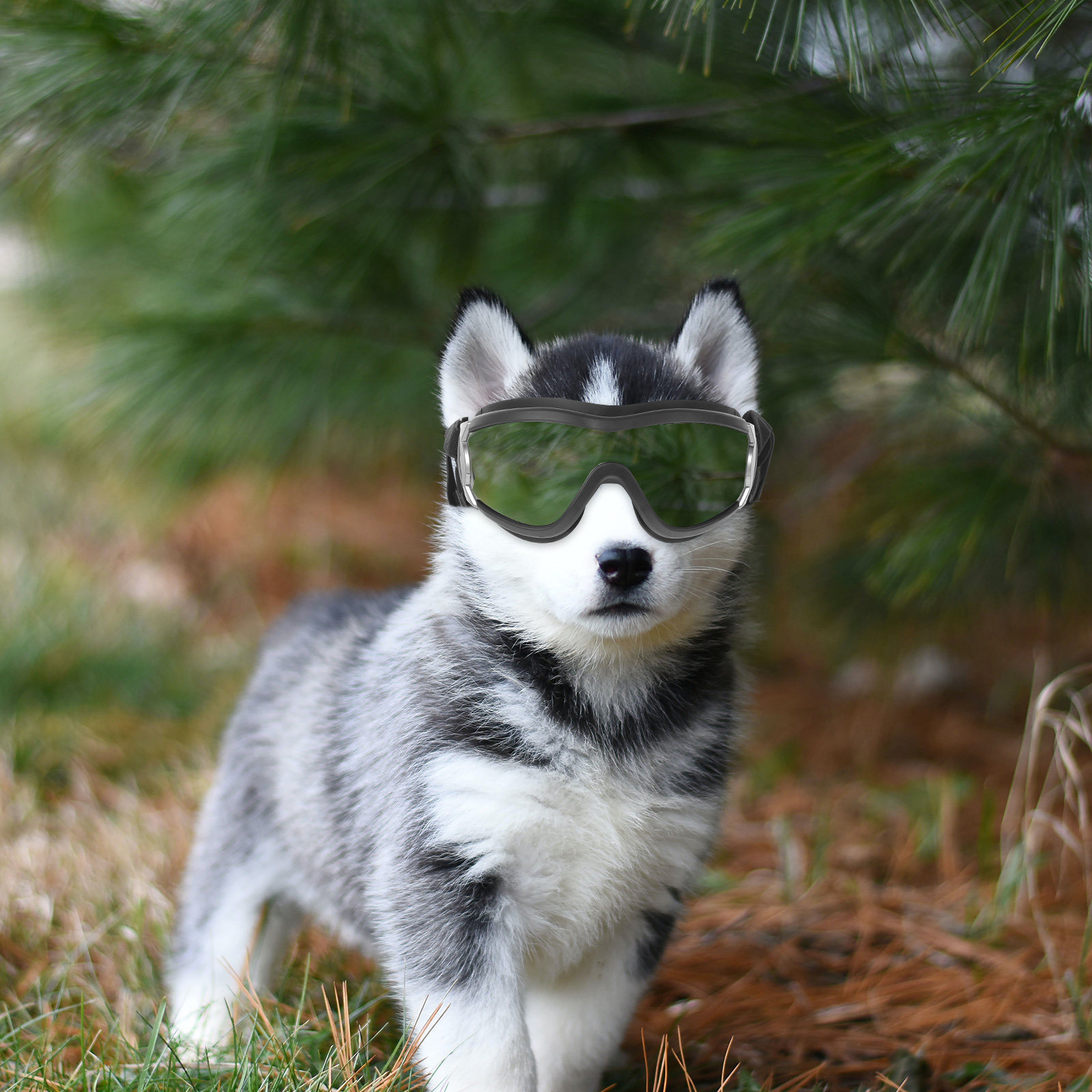 แว่นตาป้องกันลมสำหรับสุนัข สีด - Snow Goggle Uv บทวิจารณ์และราคา